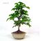 carpinus coreana ref :21060135
