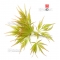 acer matsumurae seeds green globe