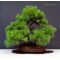 Five-needle Japanese pine bonsai ref: 23120131