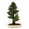 cryptomeria japonica bonsai ref: 14020147
