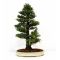 cryptomeria du Japon ref :14020147