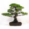 PINUS PENTAPHYLLA ref: 23050143