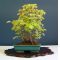 acer buergerianum miyasama ref : 24040142