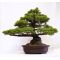 Five needle pine bonsai ref: 280501431