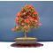 rhododendron hikorin  ref :180601410