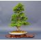 acer palmatum shishigashira ref:200601411