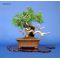 juniperus chinensis itoigawa bonsai ref: 230701417