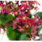 saxifraga-fortunei-kawazu-beni