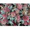 Skimmia japonica 'Magic Marlot®'