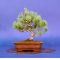 Pinus pentaphylla ref: 22100143