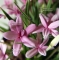 rhodohypoxis baurii "select" pot 1,4 litre