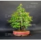 VENDU stewartia monadelpha 290701510