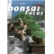 BONSAI FOCUS N° 83