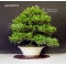 gardenia jasminoides bonsai ref:24060151