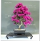 VENDU rhododendron hoshi no kagayaki 0506151