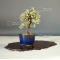 cotoneaster m. variegata mini bonsai ref : 2109015