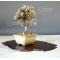 cotoneaster m. variegata mini bonsai ref: 21090156