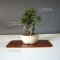 cotoneaster microphylla mini bonsai ref: 230901051