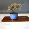 cotoneaster m. variegata mini bonsai ref: 23090151