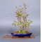 carpinus laxiflora ref : 150401510