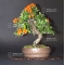 Pyracantha angustifolia bonsai ref: 300901511