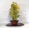 ginkgo biloba bonsai ref: 051001511