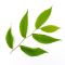 EPUISEZelkova orme sibérie lot 10 plantes racines