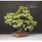 Pinus pentaphylla bonsai ref: 10040156