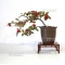 VENDU cotoneaster salicifolius ref :91001513