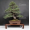 Pinus pentaphylla zuisho bonsai ref: 24020165