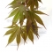 Graines d'Acer shirasawanum momiji gasa