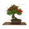 VENDU Pyracantha angustifolia ref:21100163