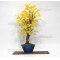 VENDU ginkgo biloba  ref : 19100169