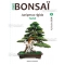 Mini bonsai N°8 genevrier rigida Kyosuke Gun