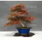 vendu acer palmatum seigen  ref : 18040172