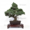Pinus pentaphylla 30060172