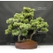 Pinus pentaphylla du Japon ref :21070173