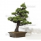 VENDU Pinus pentaphylla du Japon ref : 03070172