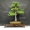 Pinus pentaphylla du Japon ref : 24070171