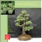 Pinus pentaphylla du Japon ref : 17070176