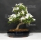 VENDU gardenia jasminoides ref :17070172