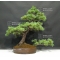 Pinus pentaphylla du Japon ref : 26070173