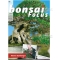 BONSAI FOCUS N° 89