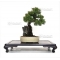 juniperus chinensis itoigawa ref:08020173