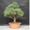 Pinus pentaphylla  ref :16080173