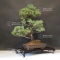 vendu Pinus pentaphylla du Japon ref :16080175