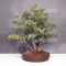 Pinus pentaphylla du Japon ref :11080171