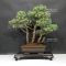 Pinus pentaphylla du Japon ref :16080176