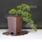 Juniperus chinensis itoigawa ref: 21080172