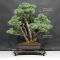Pinus pentaphylla du Japon ref :21080174